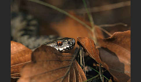 Kreuzotter (Vipera berus)