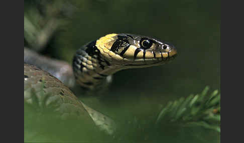 Ringelnatter (Natrix natrix)