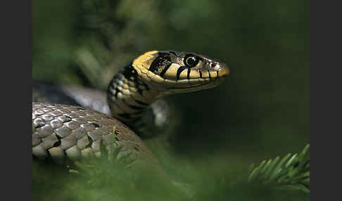 Ringelnatter (Natrix natrix)