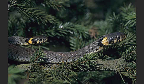 Ringelnatter (Natrix natrix)