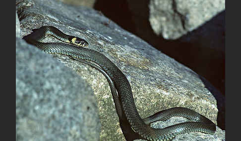 Ringelnatter (Natrix natrix)