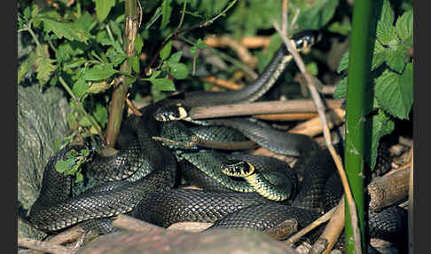 Ringelnatter (Natrix natrix)