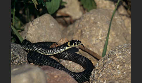 Ringelnatter (Natrix natrix)