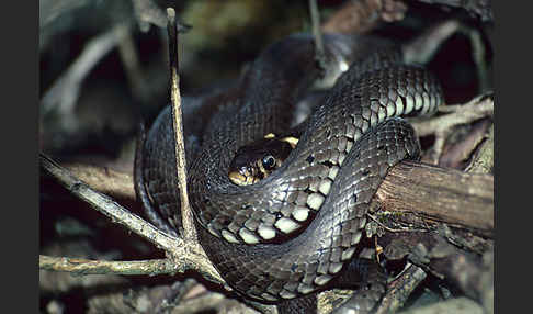 Ringelnatter (Natrix natrix)