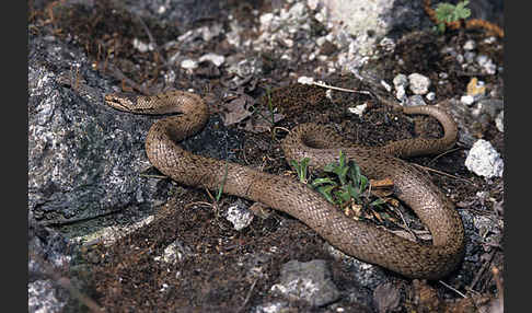 Schlingnatter (Coronella austriaca)