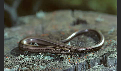 Blindschleiche (Anguis fragilis)