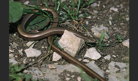 Blindschleiche (Anguis fragilis)