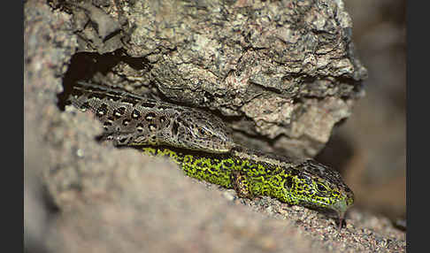 Zauneidechse (Lacerta agilis)