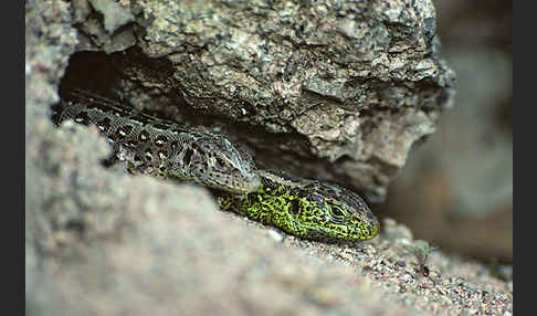 Zauneidechse (Lacerta agilis)