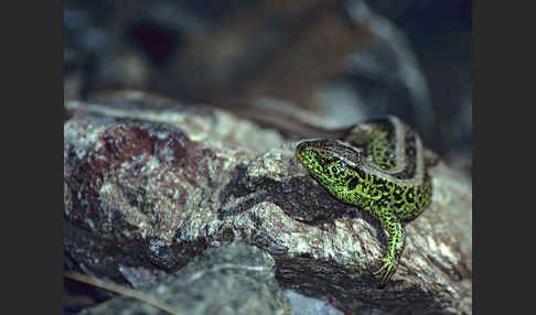 Zauneidechse (Lacerta agilis)