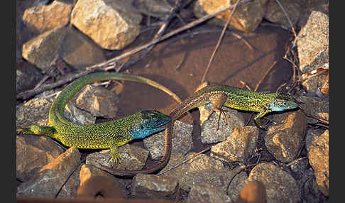 Smaragdeidechse (Lacerta viridis)