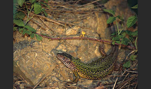 Smaragdeidechse (Lacerta viridis)