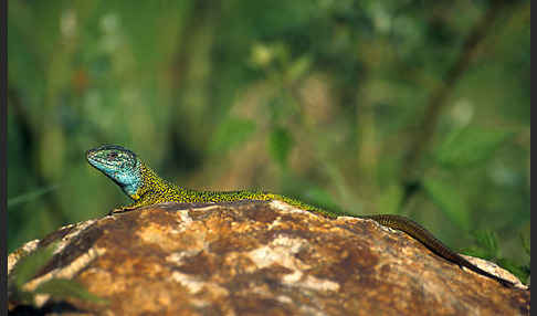 Smaragdeidechse (Lacerta viridis)