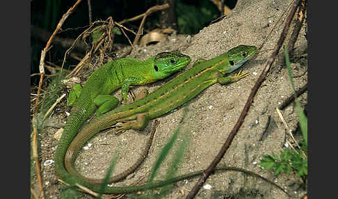 Westliche Smaragdeidechse (Lacerta bilineata)