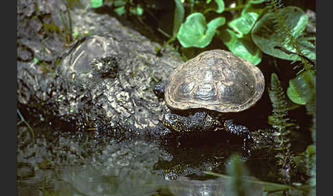 Europäische Sumpfschildkröte (Emys orbicularis)