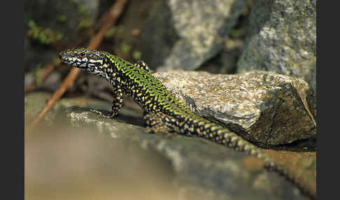 Mauereidechse (Podarcis muralis)