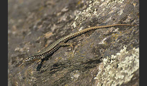 Mauereidechse (Podarcis muralis)