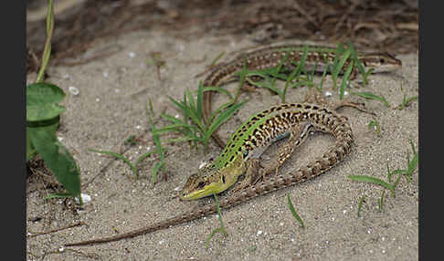 Ruineneidechse (Podarcis sicula)