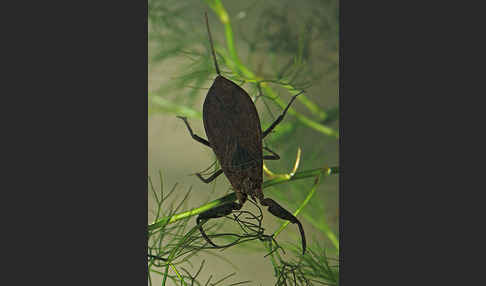 Wasserskorpion (Nepa cinerea)