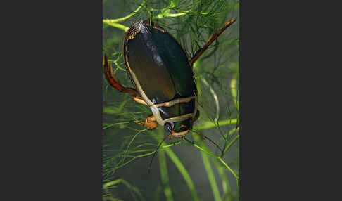 Gemeiner Gelbrandkäfer (Dytiscus marginalis)