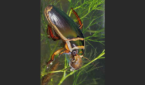 Gemeiner Gelbrandkäfer (Dytiscus marginalis)