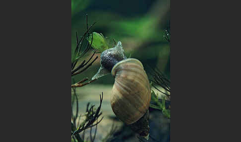 Spitzhorn-Schlammschnecke (Lymnaea stagnalis)