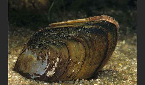 Gemeine Teichmuschel (Anodonta cygnea)