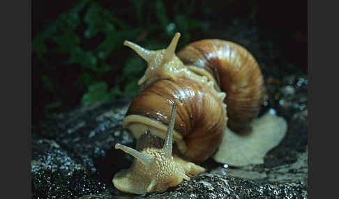 Weinbergschnecke (Helix pomatia)