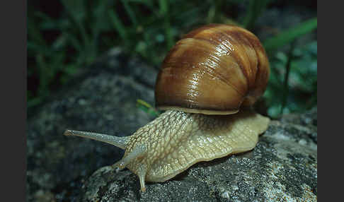 Weinbergschnecke (Helix pomatia)