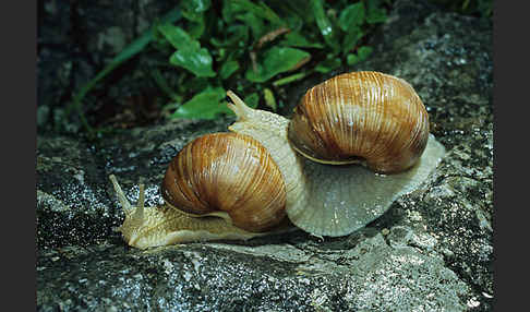 Weinbergschnecke (Helix pomatia)