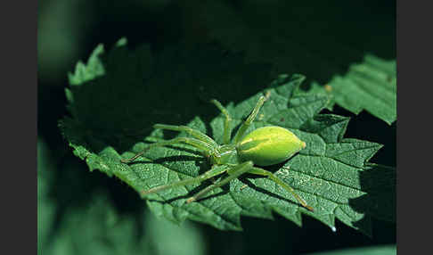 Grüne Huschspinne (Micrommata  virescens)