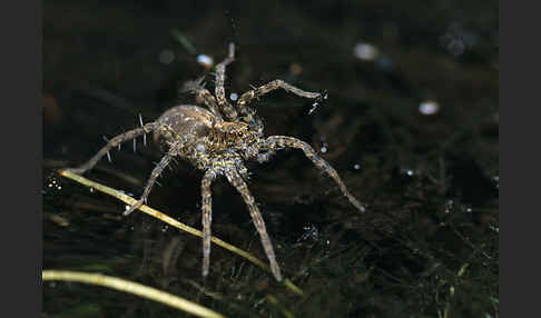 Wolfsspinne spec.2 (Pardosa  palustris)