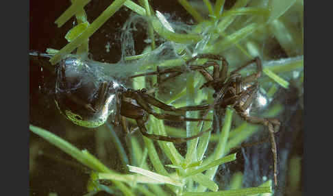 Wasserspinne (Argyroneta  aquatica)