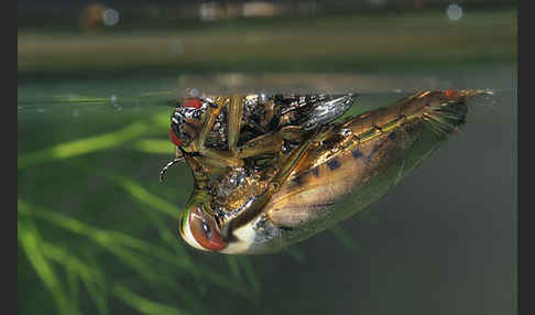 Gemeiner Rückenschwimmer (Notonecta glauca)