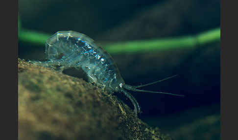 Bachflohkrebs (Gammarus spec.)