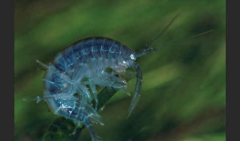 Bachflohkrebs (Gammarus spec.)