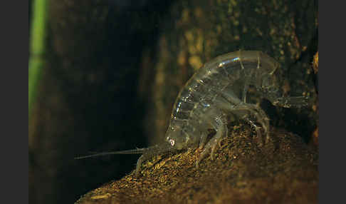 Bachflohkrebs (Gammarus spec.)