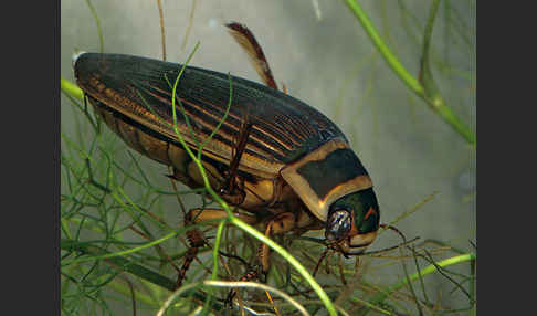 Gemeiner Gelbrandkäfer (Dytiscus marginalis)