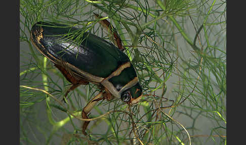 Gemeiner Gelbrandkäfer (Dytiscus marginalis)