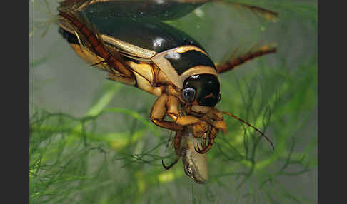 Gemeiner Gelbrandkäfer (Dytiscus marginalis)