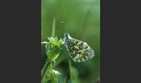 Aurorafalter (Anthocharis cardamines)