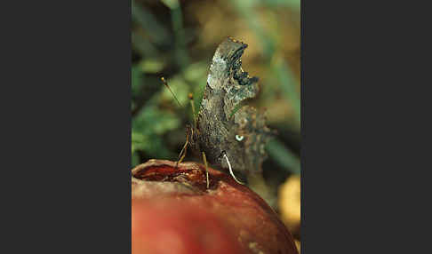 C-Falter (Polygonia c-album)