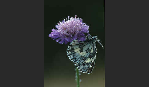 Schachbrett (Melanargia galathea)