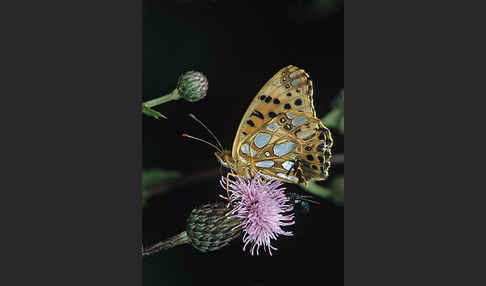 Kleiner Perlmutterfalter (Issoria lathonia)