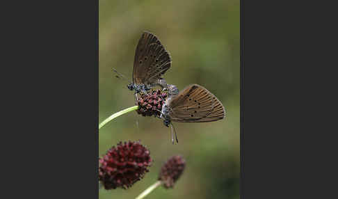 Dunkler Wiesenknopf-Ameisenbläuling (Glaucopsyche nausithous)