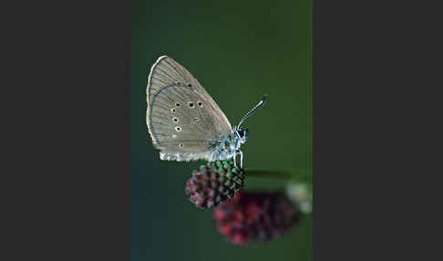 Dunkler Wiesenknopf-Ameisenbläuling (Glaucopsyche nausithous)