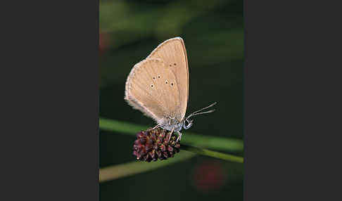 Dunkler Wiesenknopf-Ameisenbläuling (Glaucopsyche nausithous)