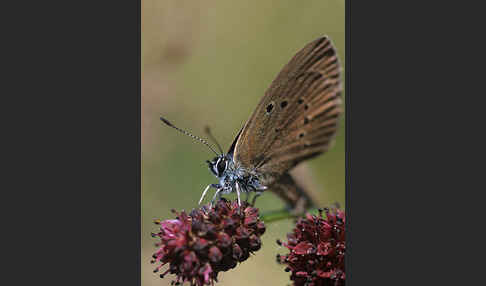 Dunkler Wiesenknopf-Ameisenbläuling (Glaucopsyche nausithous)