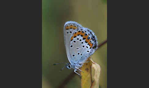 Argus-Bläuling (Plebeius argus)