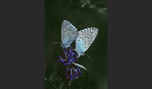 Quendel-Ameisenbläuling (Glaucopsyche arion)